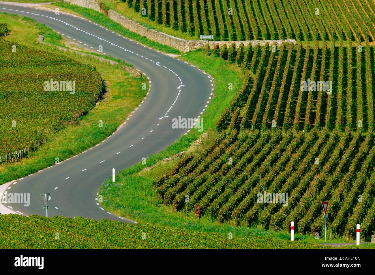 VINEYARDS - SAINT-ROMAIN - BURGUNDY - FRANCE Stock Photo