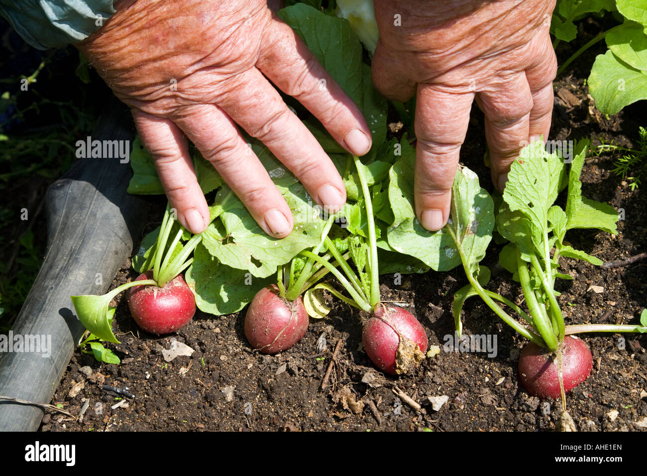 Radishes Ripe Ripe radish in the garden bed Stock Photo - Alamy