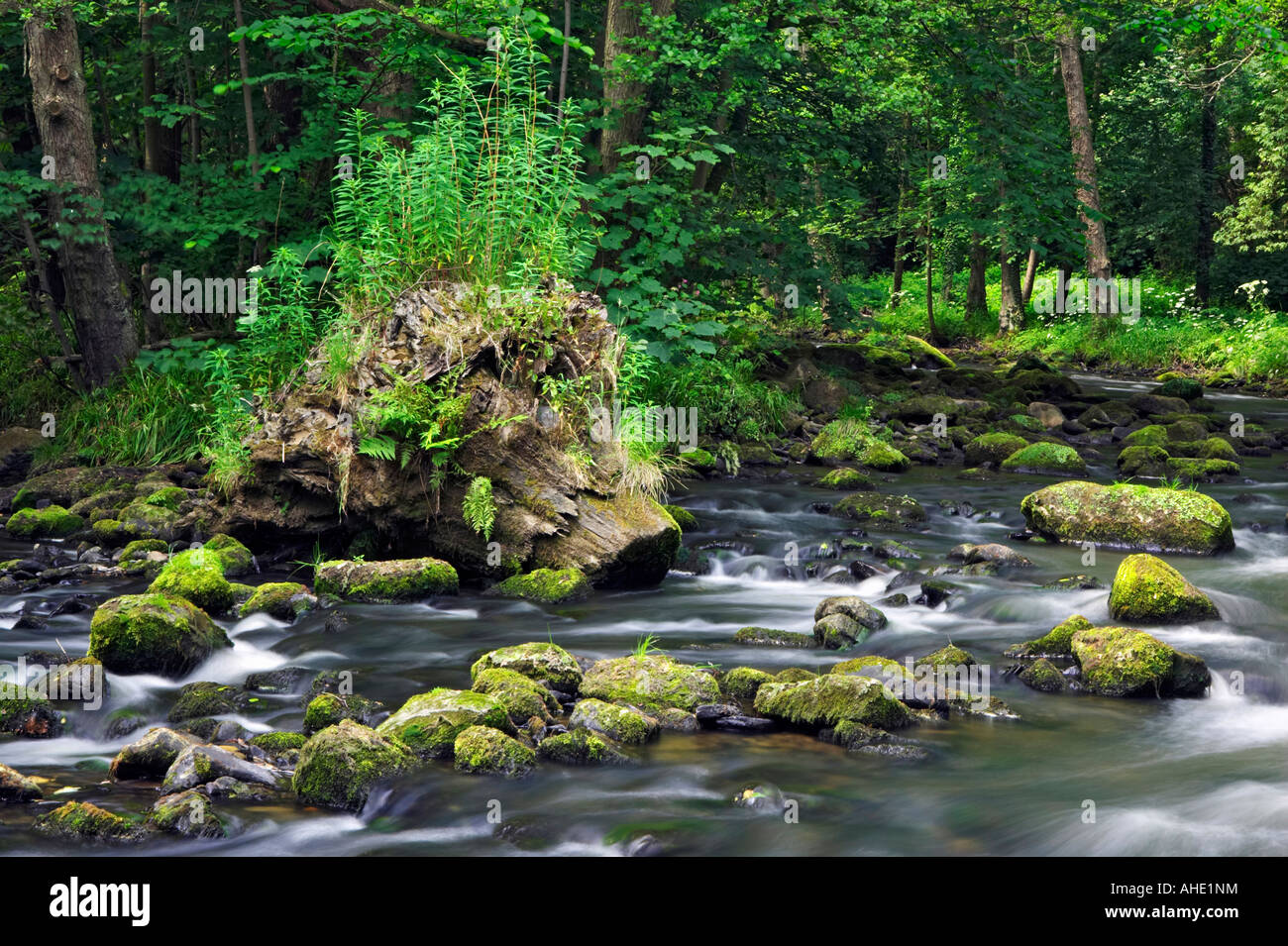 Tree Stump Rivers A large tree stump on a quiet stretch of the River Esk. Near Egton ...