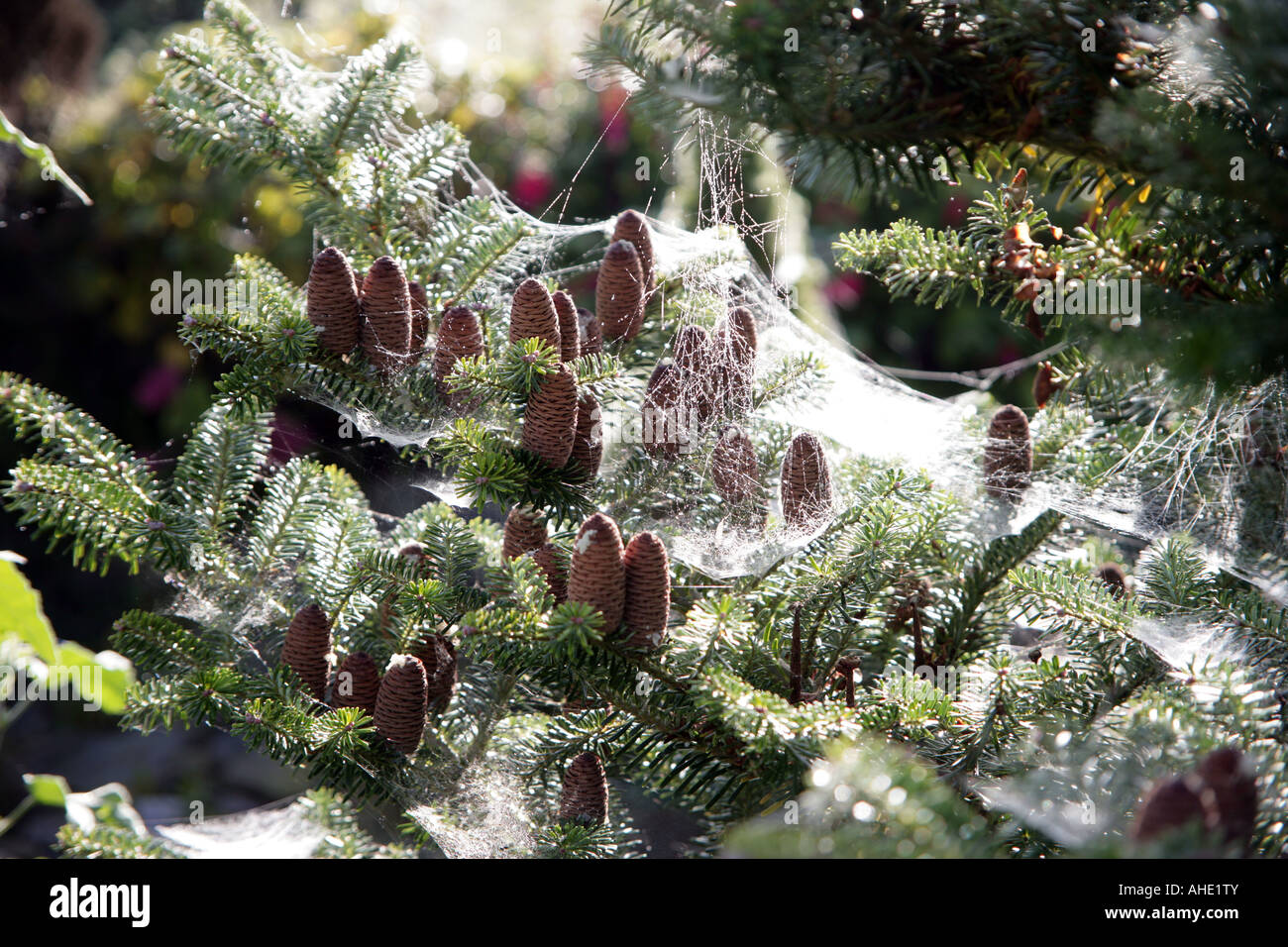 The cones of Abies Koreana with spiders webs outlined in hoar frost Stock Photo