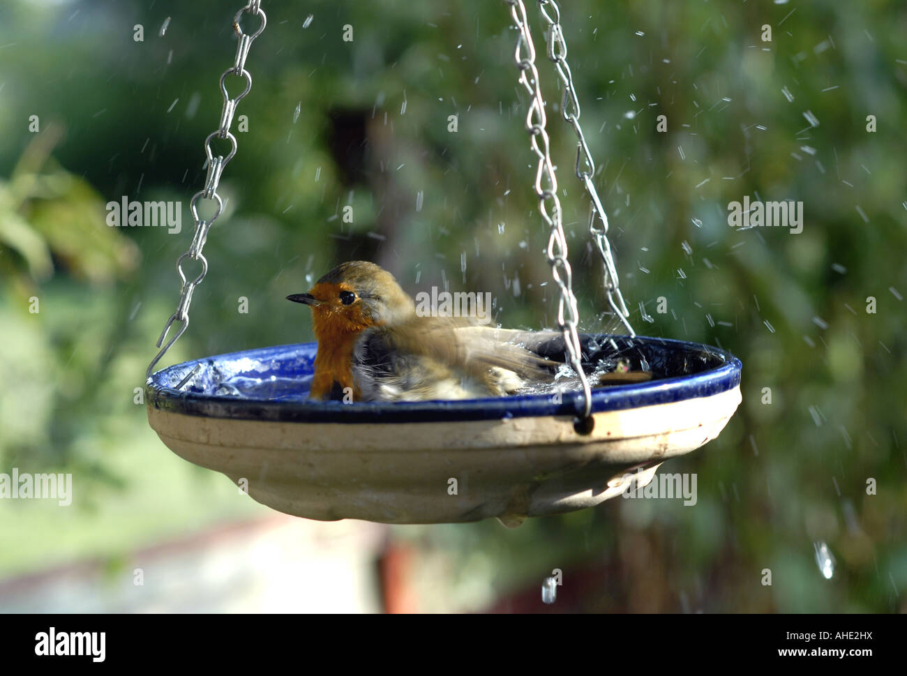 A robin enjoys a dip in a garden bird bath hanging from a tree in