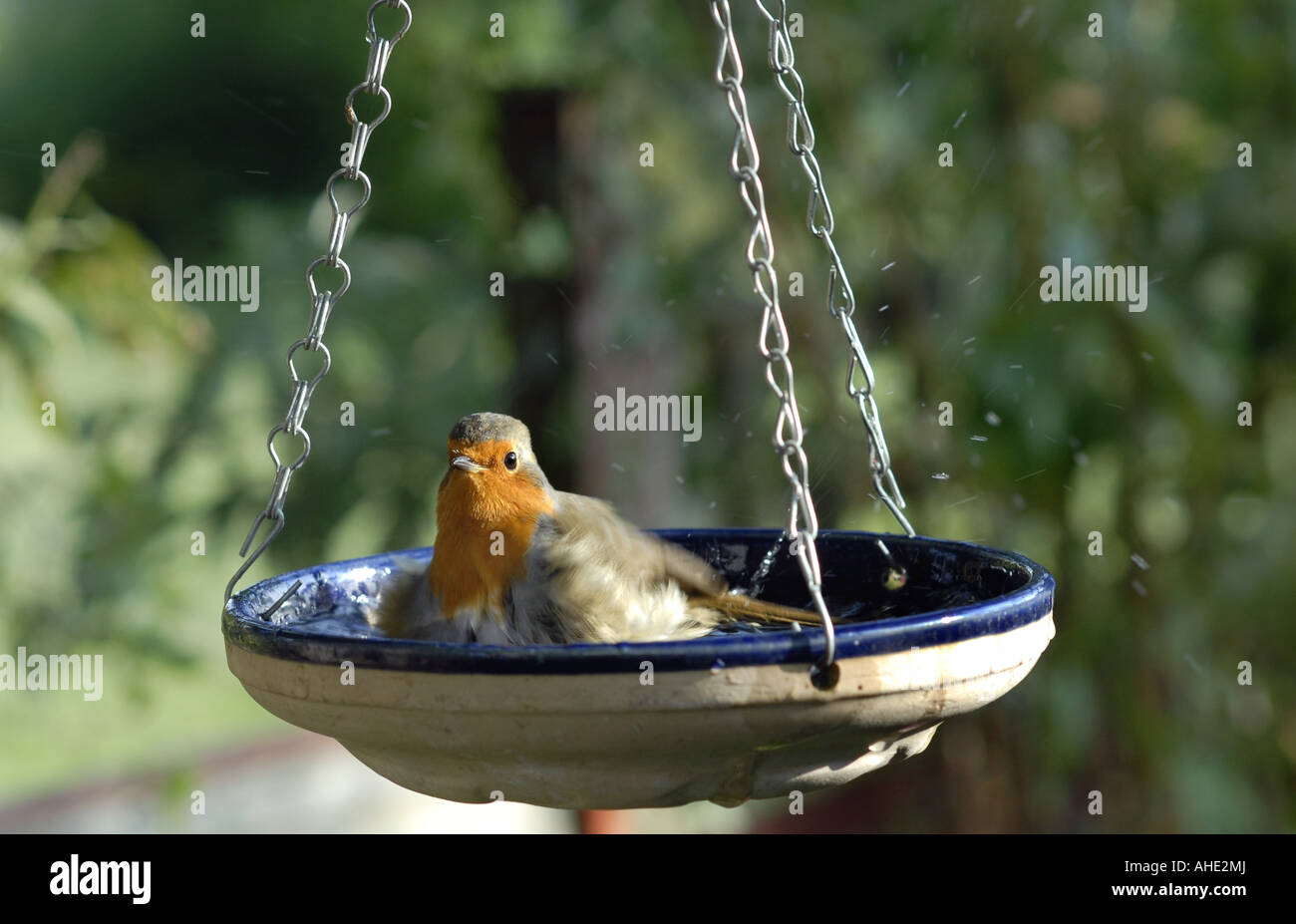 A robin enjoys a dip in a garden bird bath hanging from a tree in summer  Stock Photo - Alamy