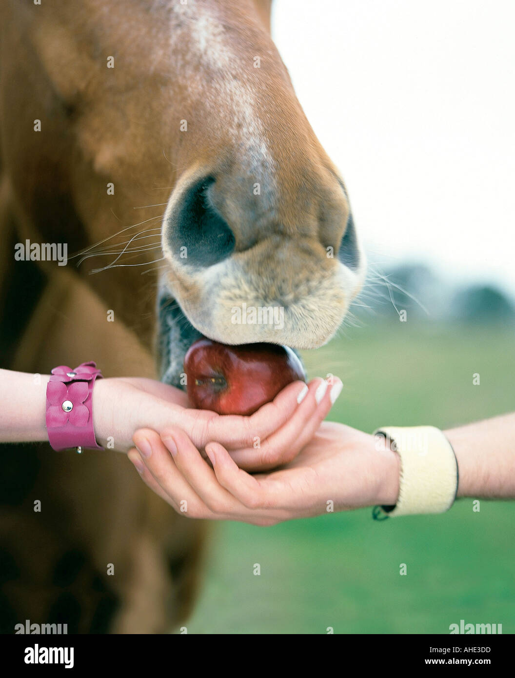 Hands feeding horse Stock Photo Alamy