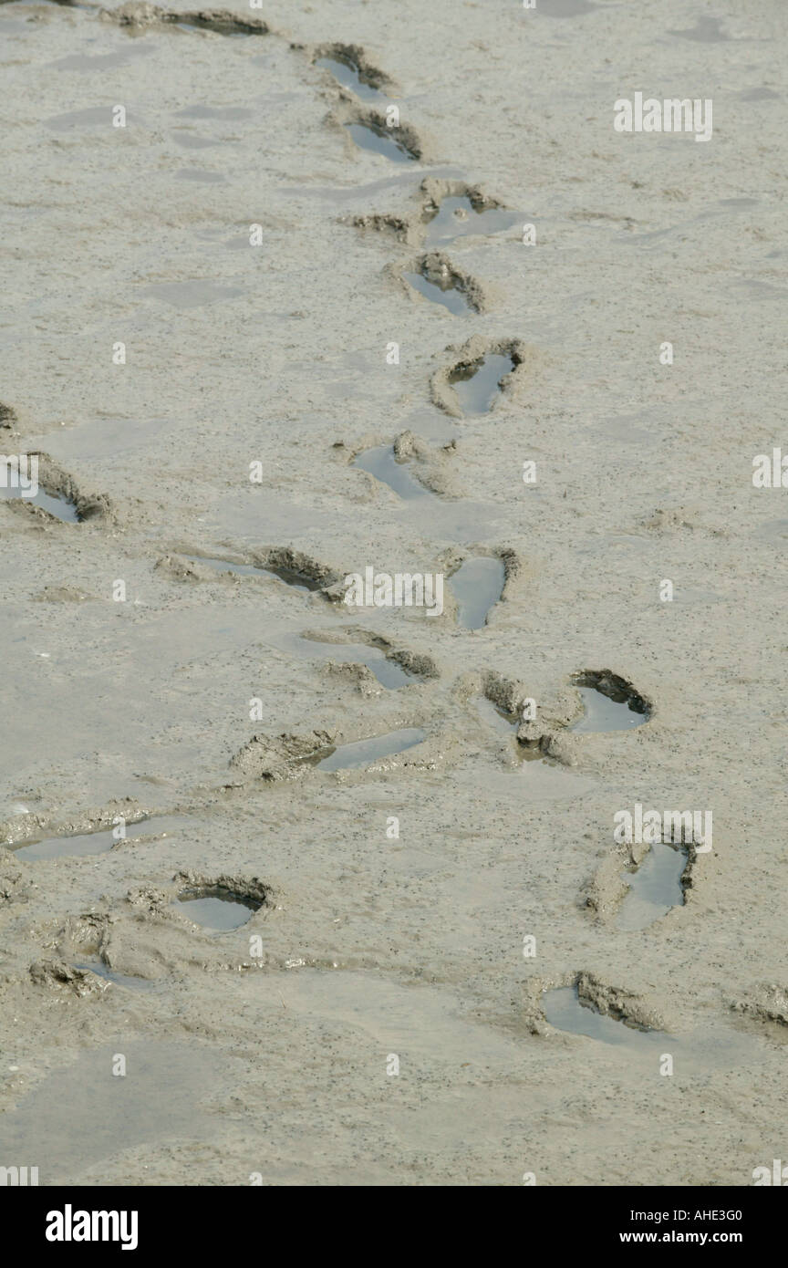 footprints in mud left by pranksters Stock Photo - Alamy