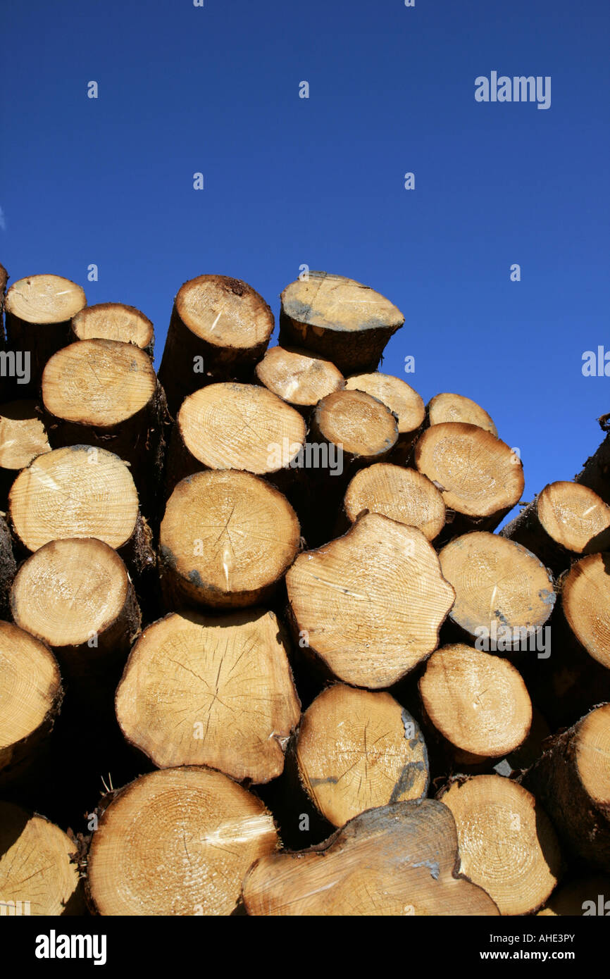 Pine tree logs against a blue sky Stock Photo - Alamy