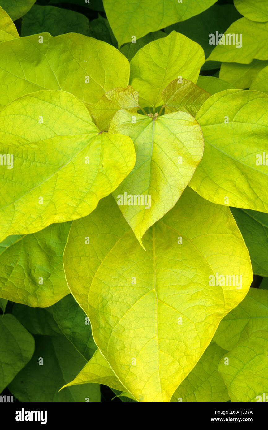 Catalpa bignonioides 'Aurea', yellow foliage plant garden catalpas Stock Photo