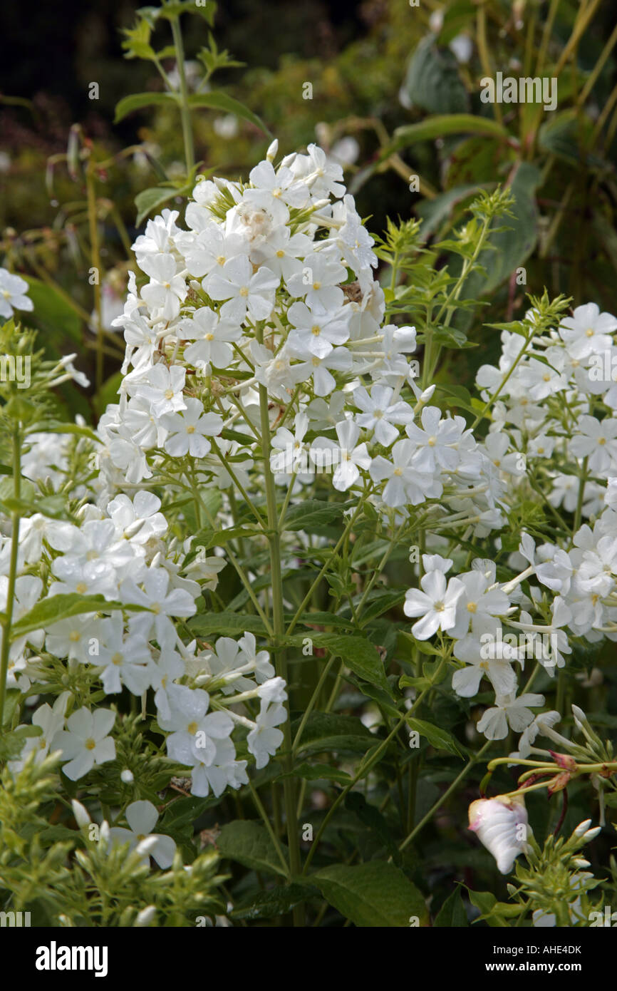 Phlox paniculata Fujiyama scented herbaceous perennial plant Stock Photo