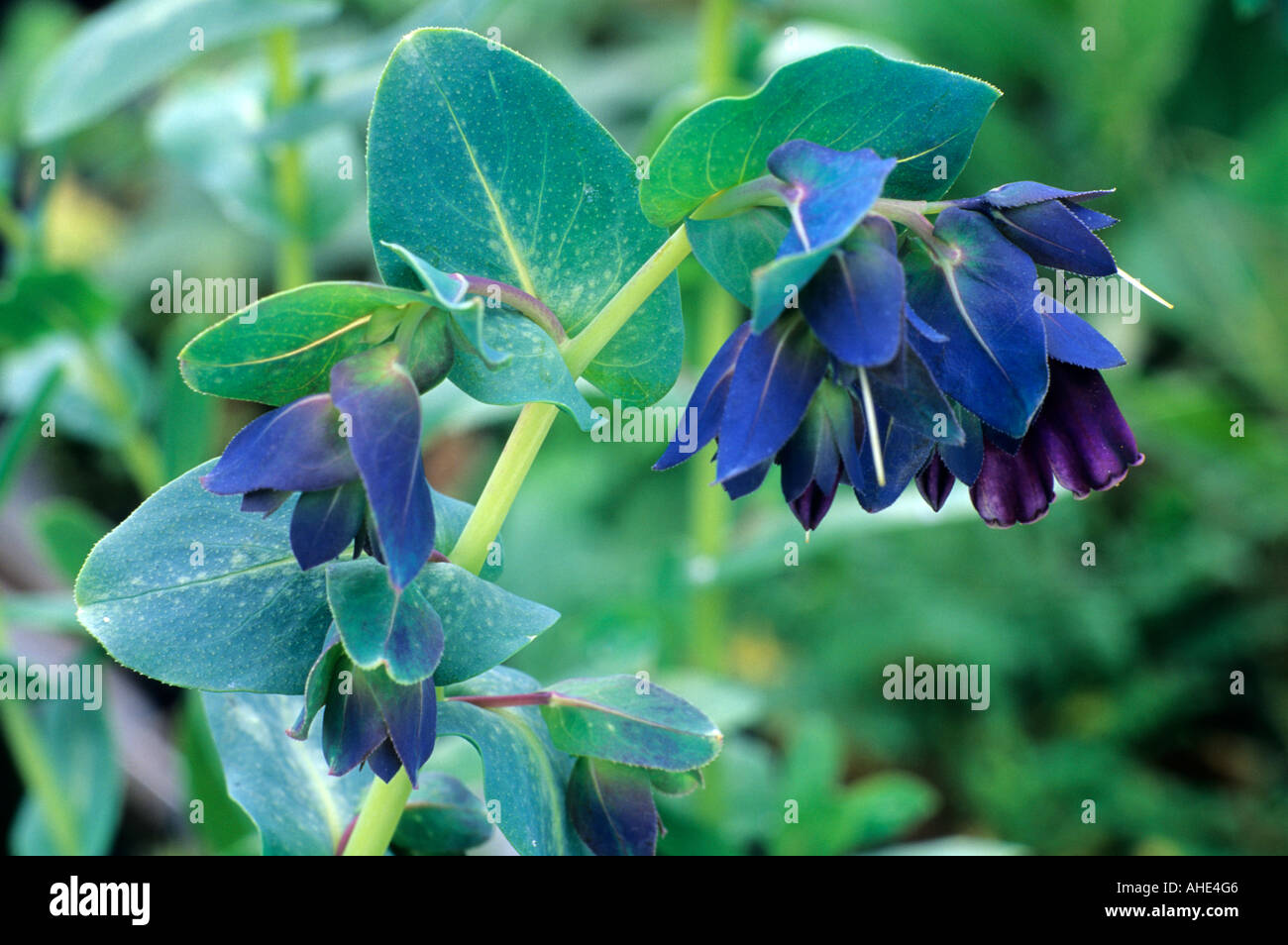 Cerinthe major Purpurascens, honeywort dark blue flower, garden plant flowers plants cerinthes Stock Photo