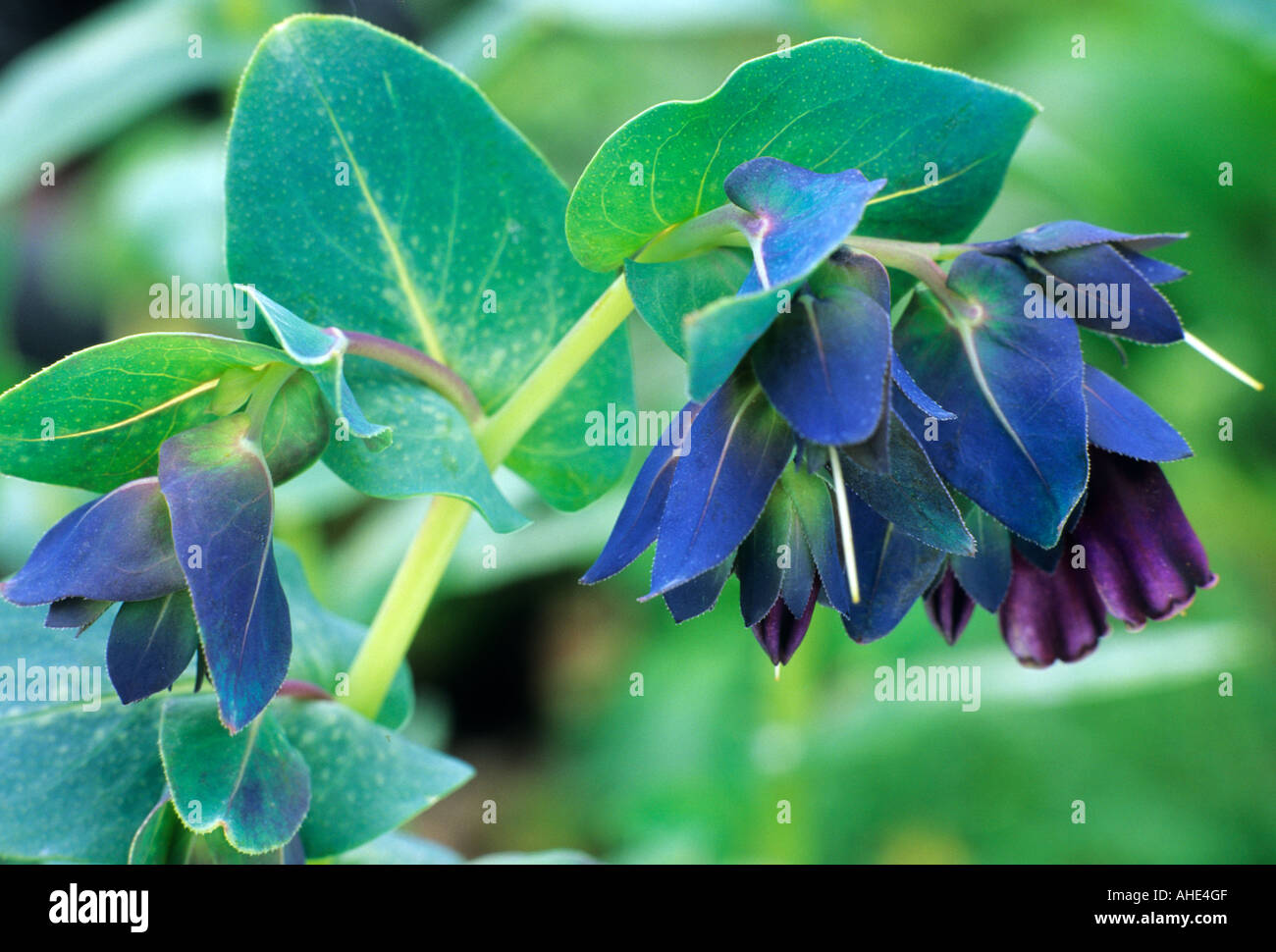 Cerinthe major Purpurascens, blue flower flowers garden plant plants cerinthes Stock Photo