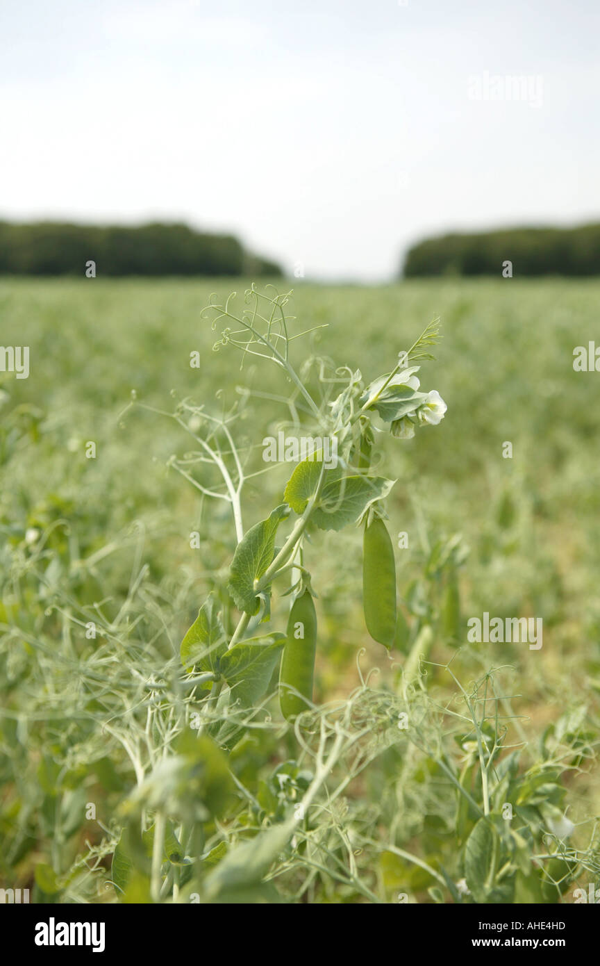 Detail of commercial agricultural european subsidized pea crop in early