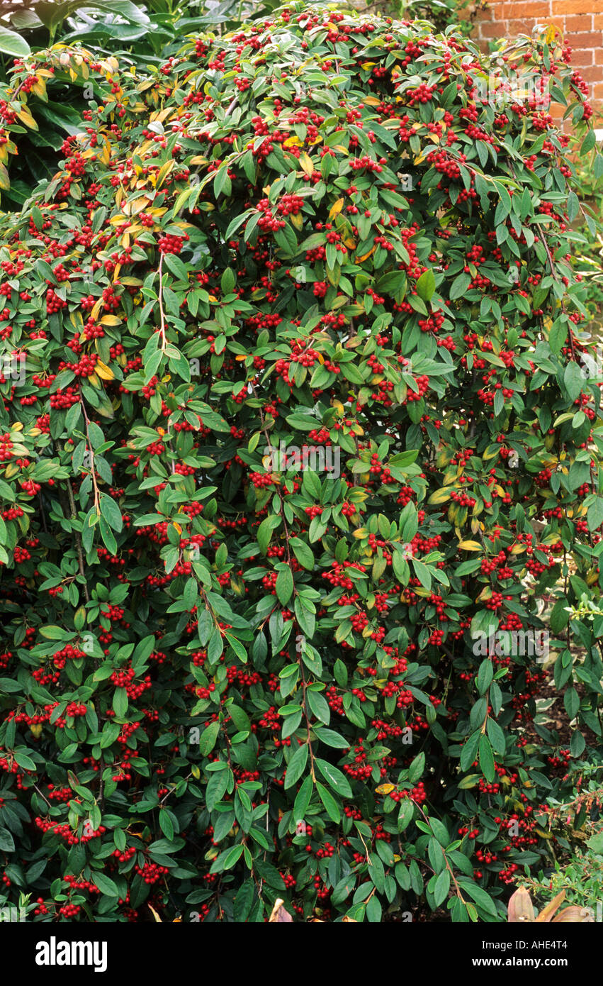 Cotoneaster salicifolius Autumn Fire syn C Herbstfeuer Stock Photo