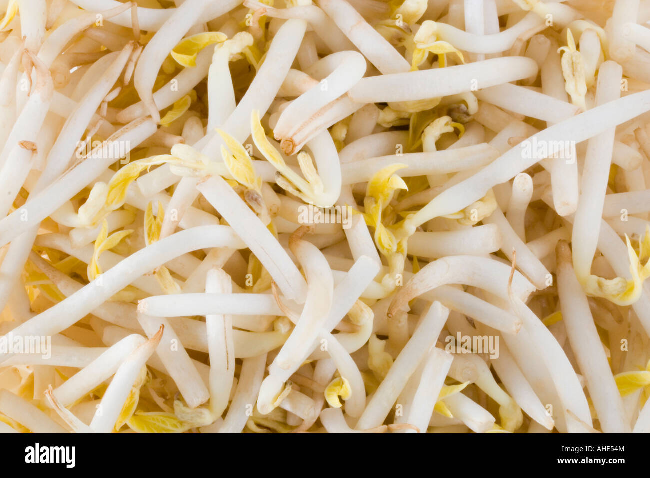 soya beans Backgground Stock Photo