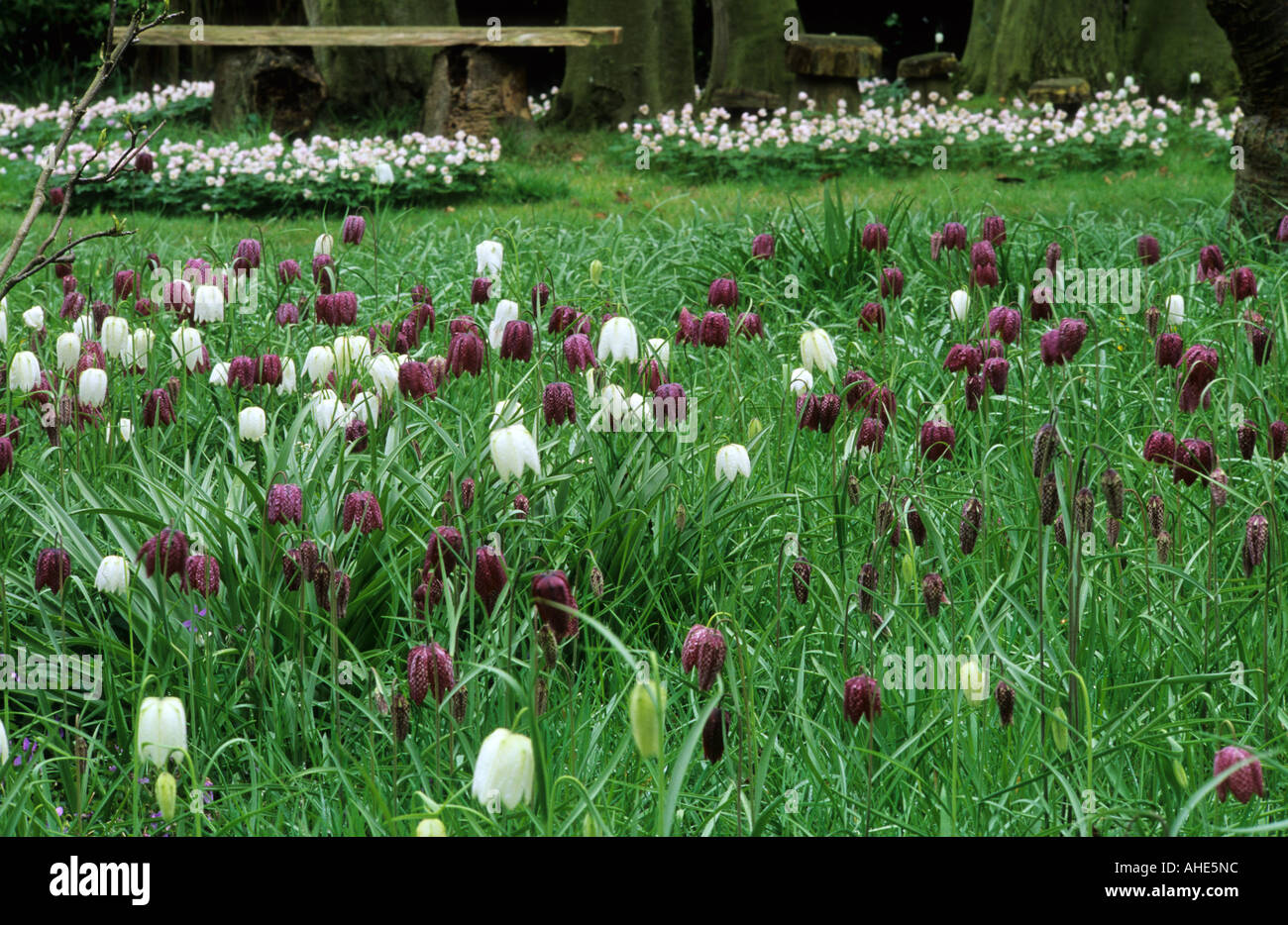 Fritillaria meleagris drift in grass Stock Photo
