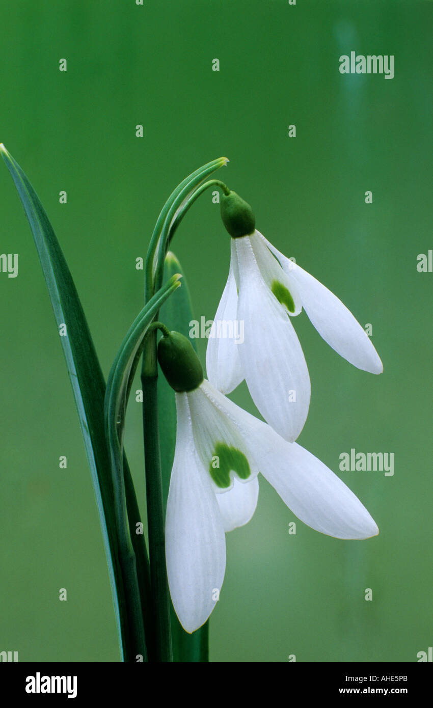 Galanthus 'Atkinsii', snowdrop snowdrops February, winter, white flower Stock Photo
