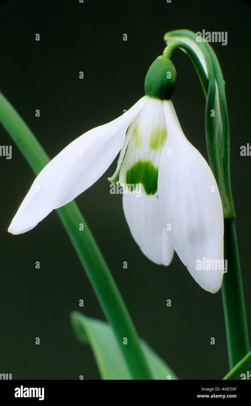 Galanthus plicatus 'Edinburgh Ketton', snowdrop, February, winter, white flower snowdrops Stock Photo