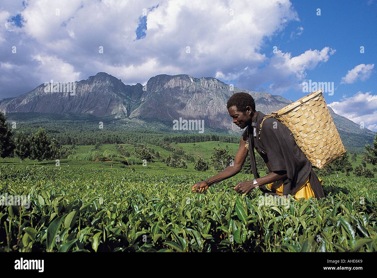 Tea harvest in Shire Plateau, Malawi. Stock Photo