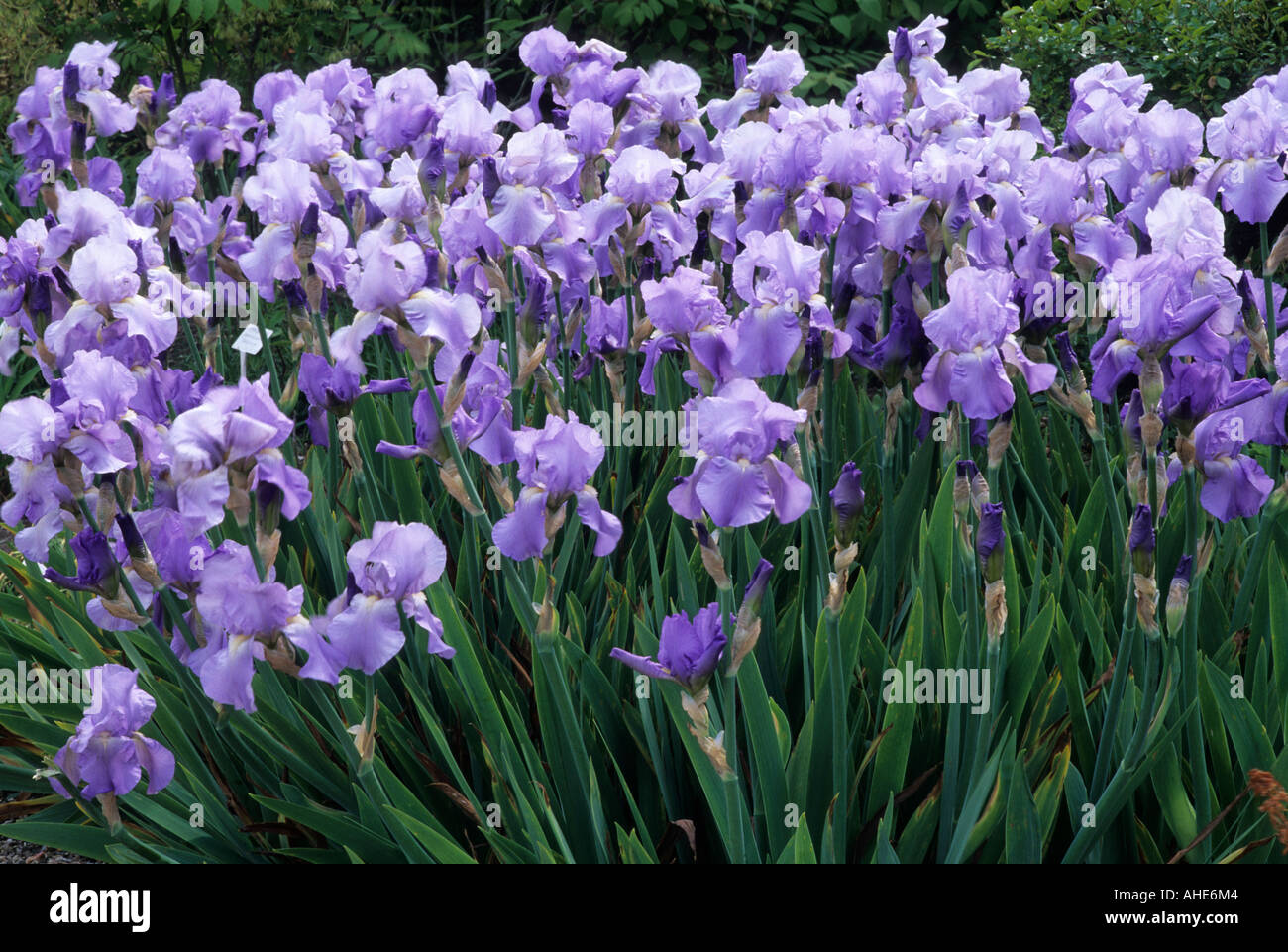 Iris Jane Phillips tall bearded drift Stock Photo