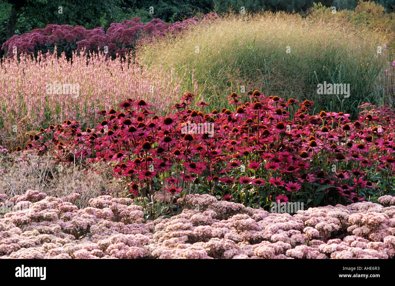 Pensthorpe Millennium Garden Sept Grasses Sedum Echinacea Rubinstern designer Piet Oudolf Stock Photo