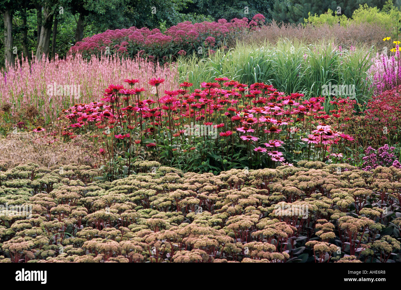 Pensthorpe Millennium Garden September, Echinacea, Grasses, Sedum, eupatorium, lythrum, designer Piet Oudolf Stock Photo