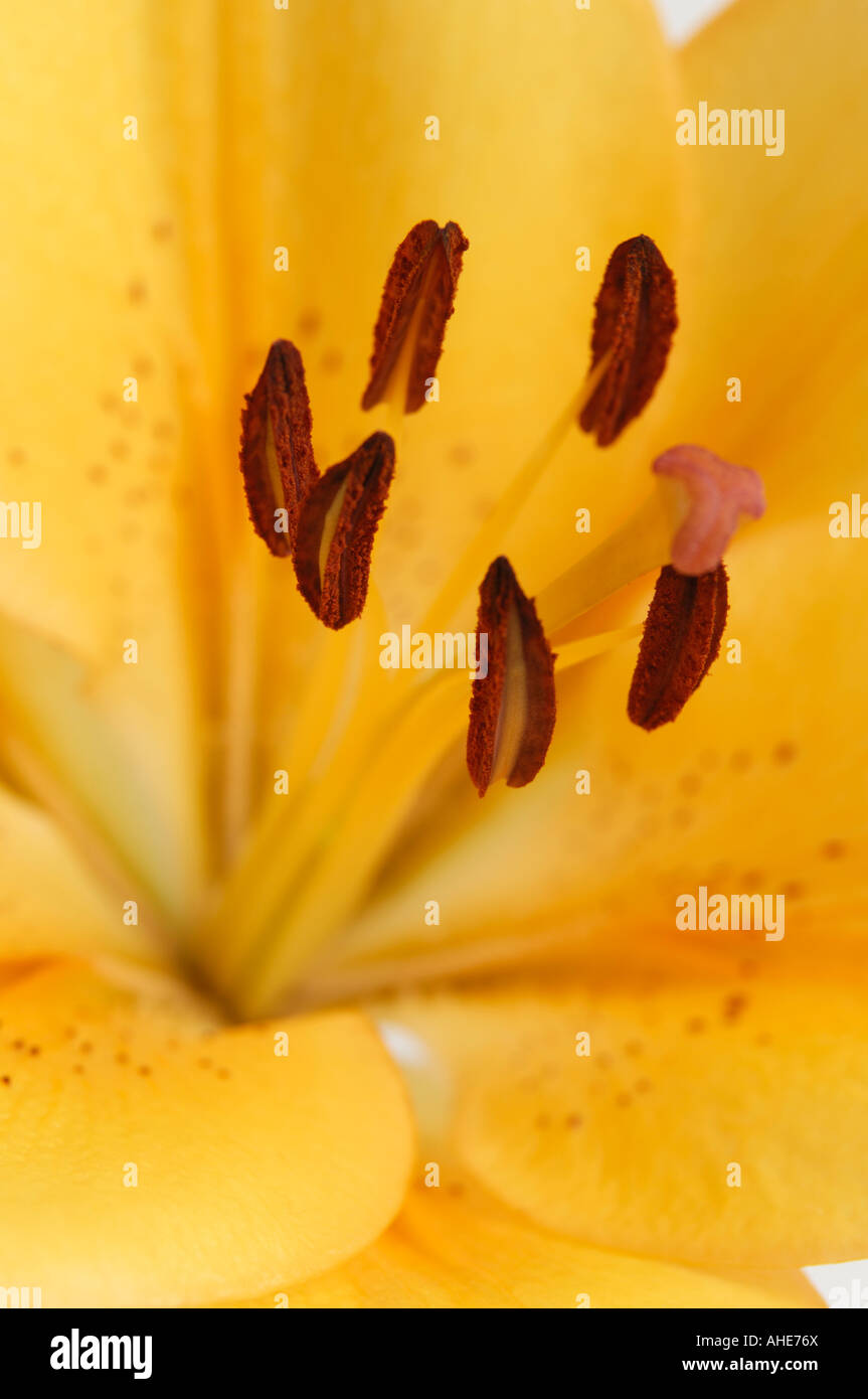 Orange yellow asiatic lily close up of a flower pistil and stamens Stock Photo