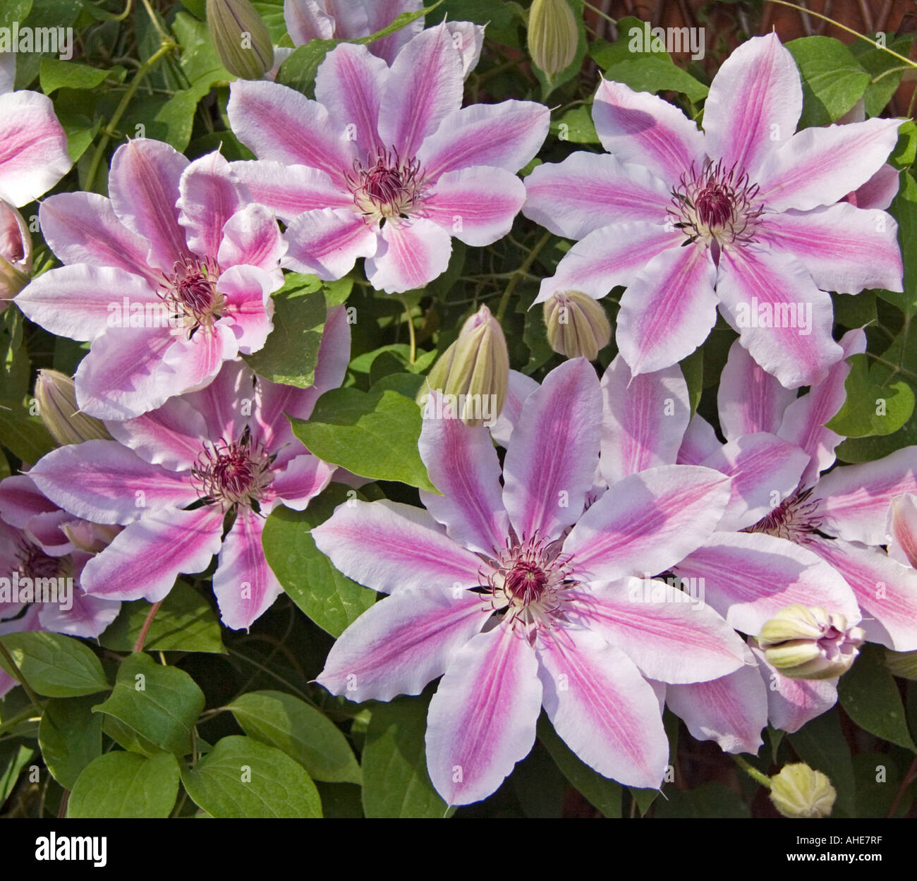 Clematis Nelly Moser Stock Photo