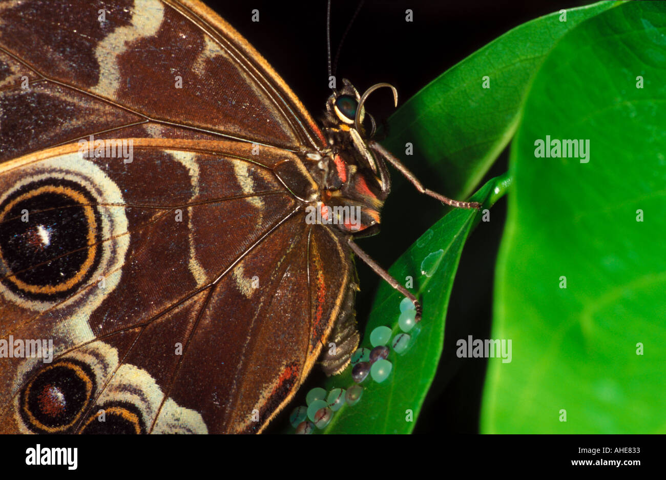 Blue morpho Morpho paleides laying eggs on leaf surface Stock Photo Alamy