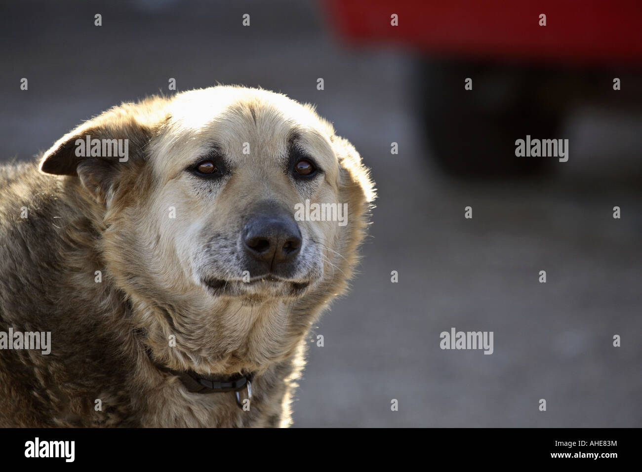 Painet jm3852 older junkyard dog 20070321 5 rural saskatchewan canada  travel photograph image color digital horizontal