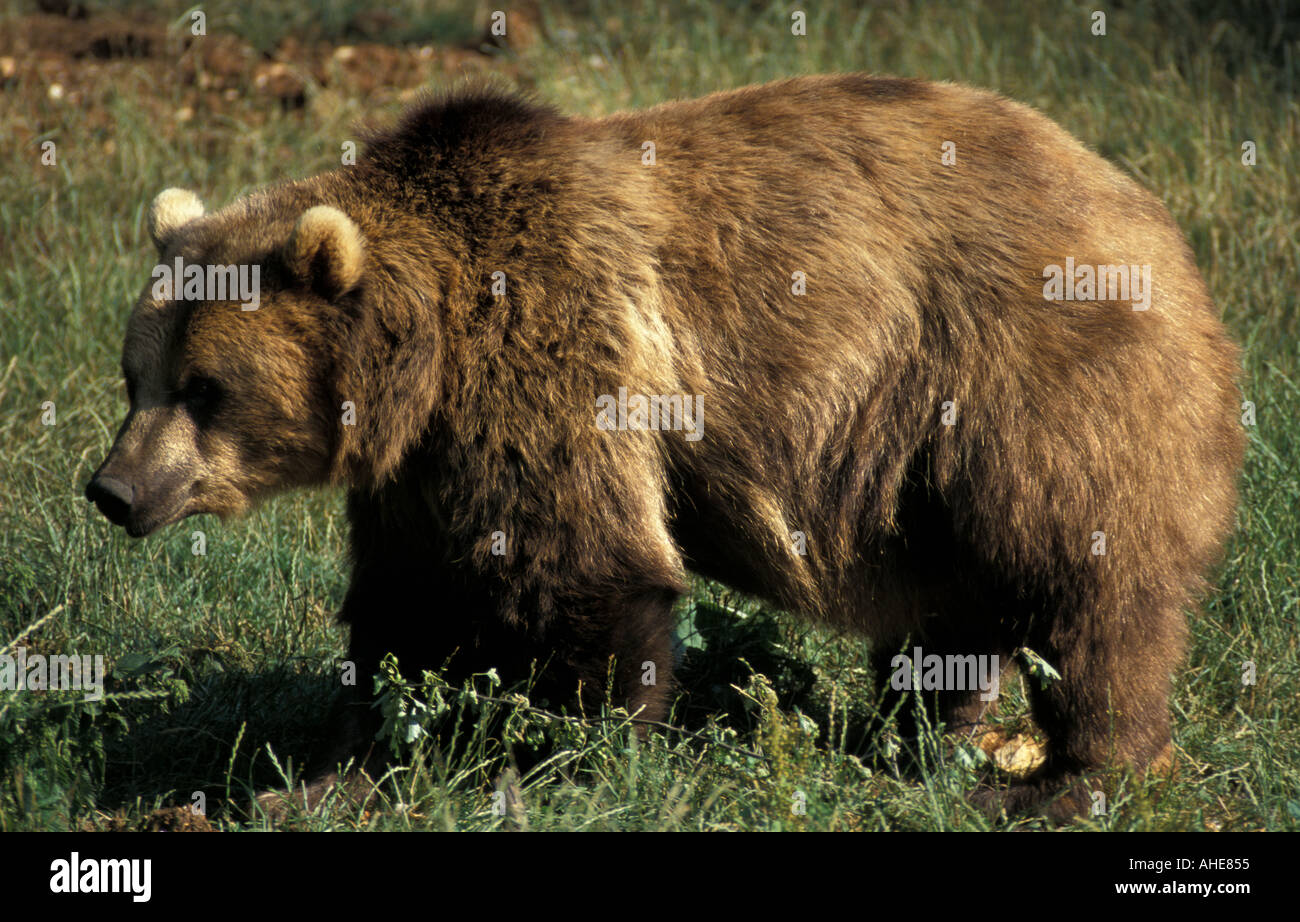 European brown bear Ursus arctos Stock Photo - Alamy