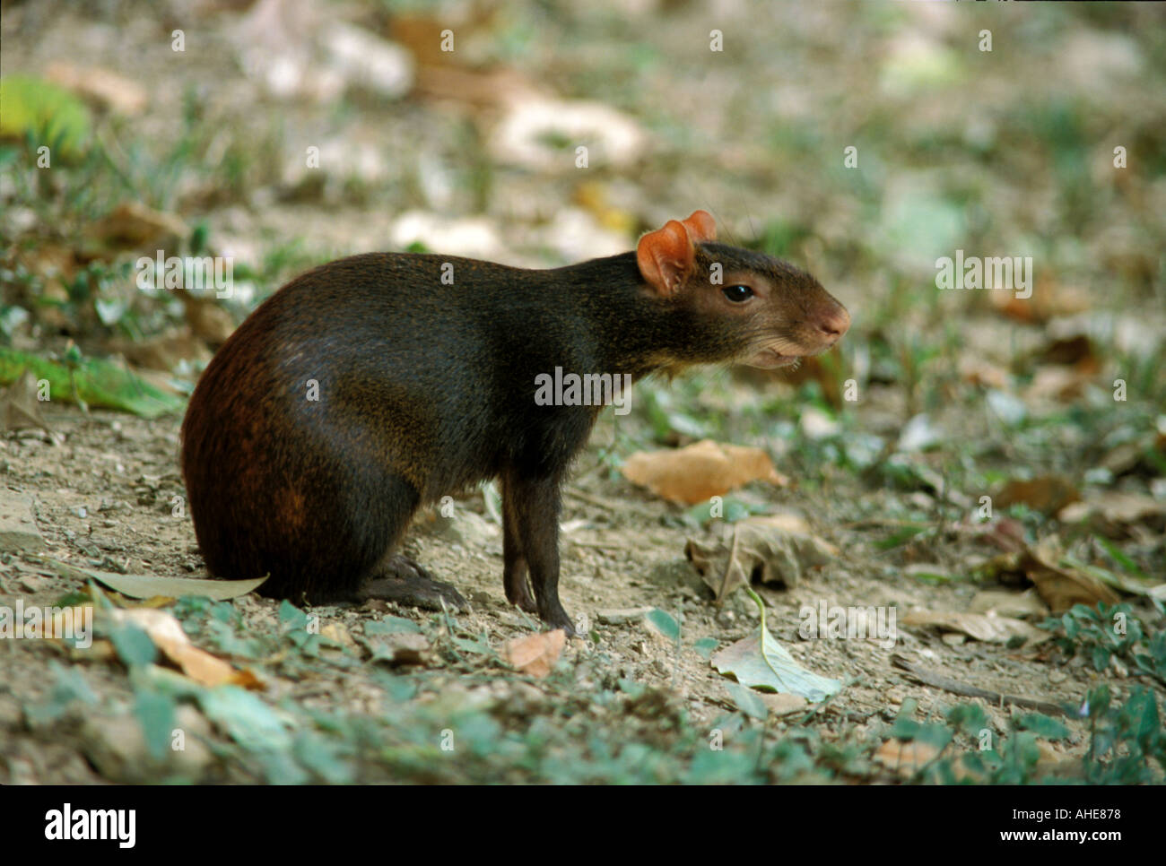 Dasyprocta leporina hires stock photography and images Alamy
