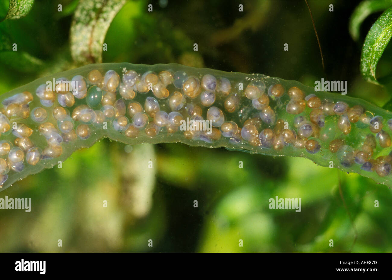 Great Pond Snail Lymnaea stagnalis sack containing eggs Stock Photo