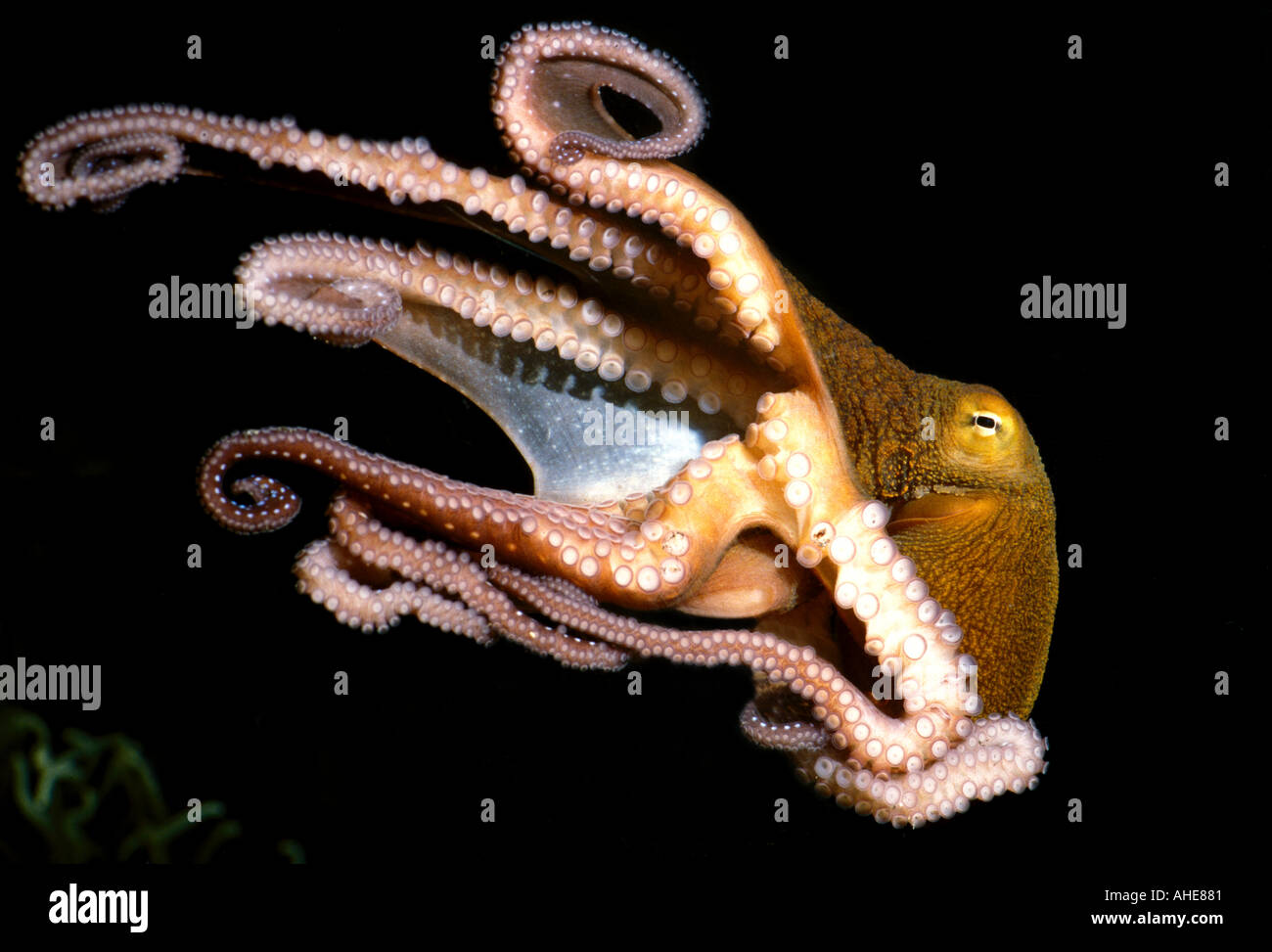 Octopus swimming eight tentacles with suckers visible Stock Photo