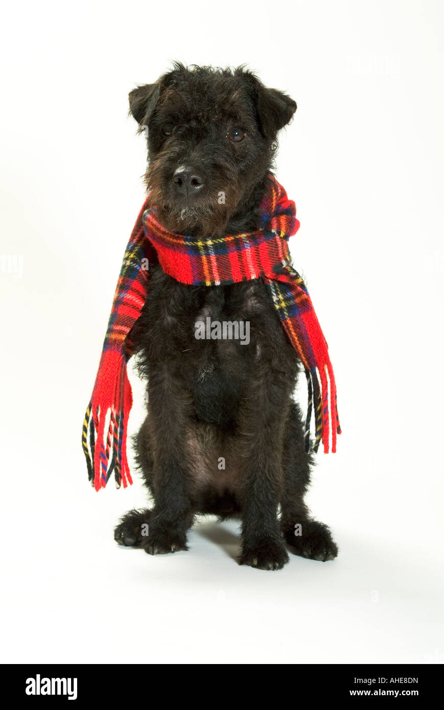 dog wearing scarf