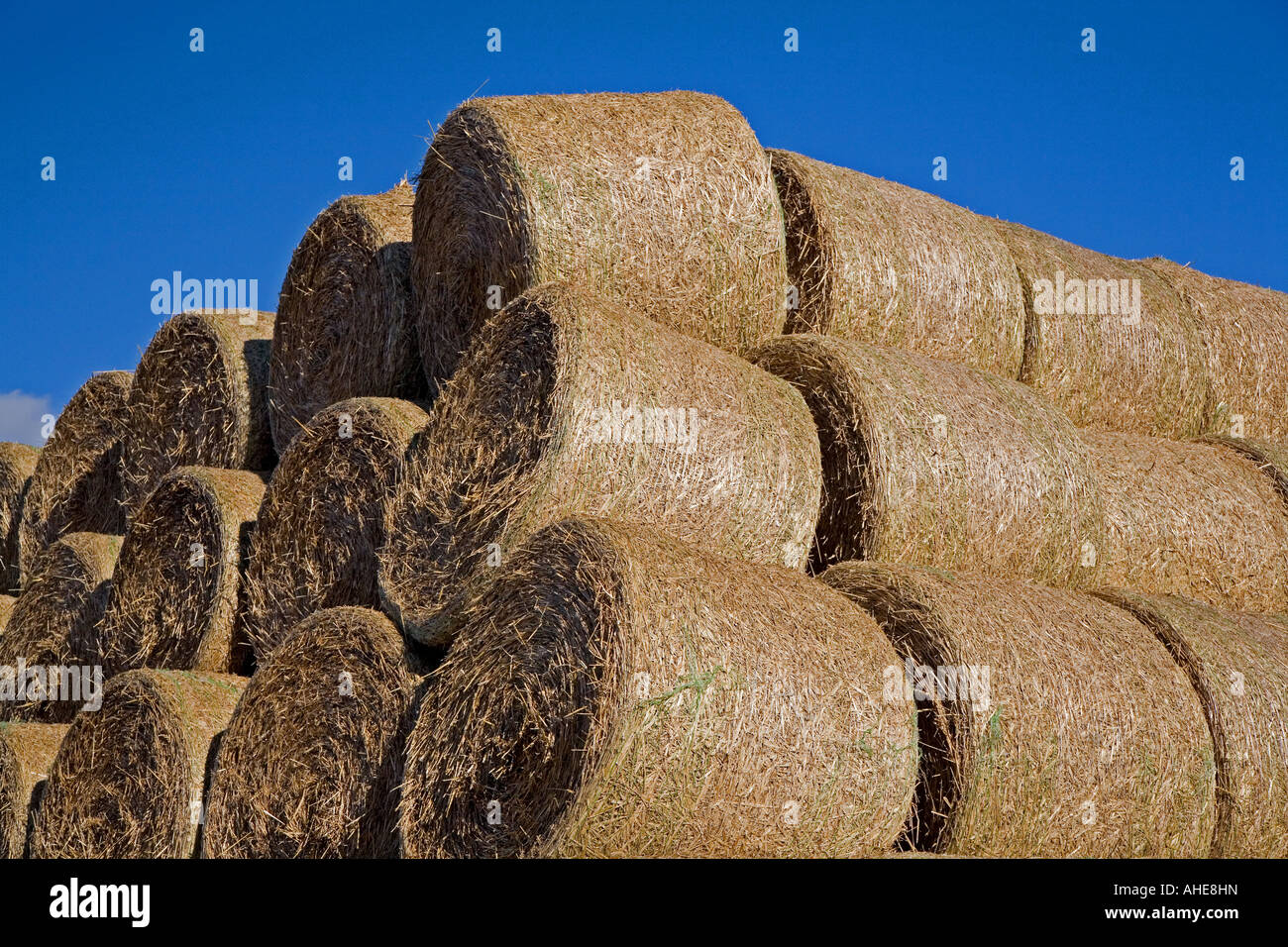 Straw Bales in Herefordshire. Stock Photo