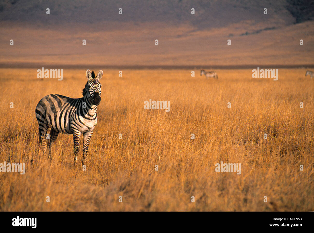 Zebra, Serengeti National Park, Tanzania Stock Photo - Alamy