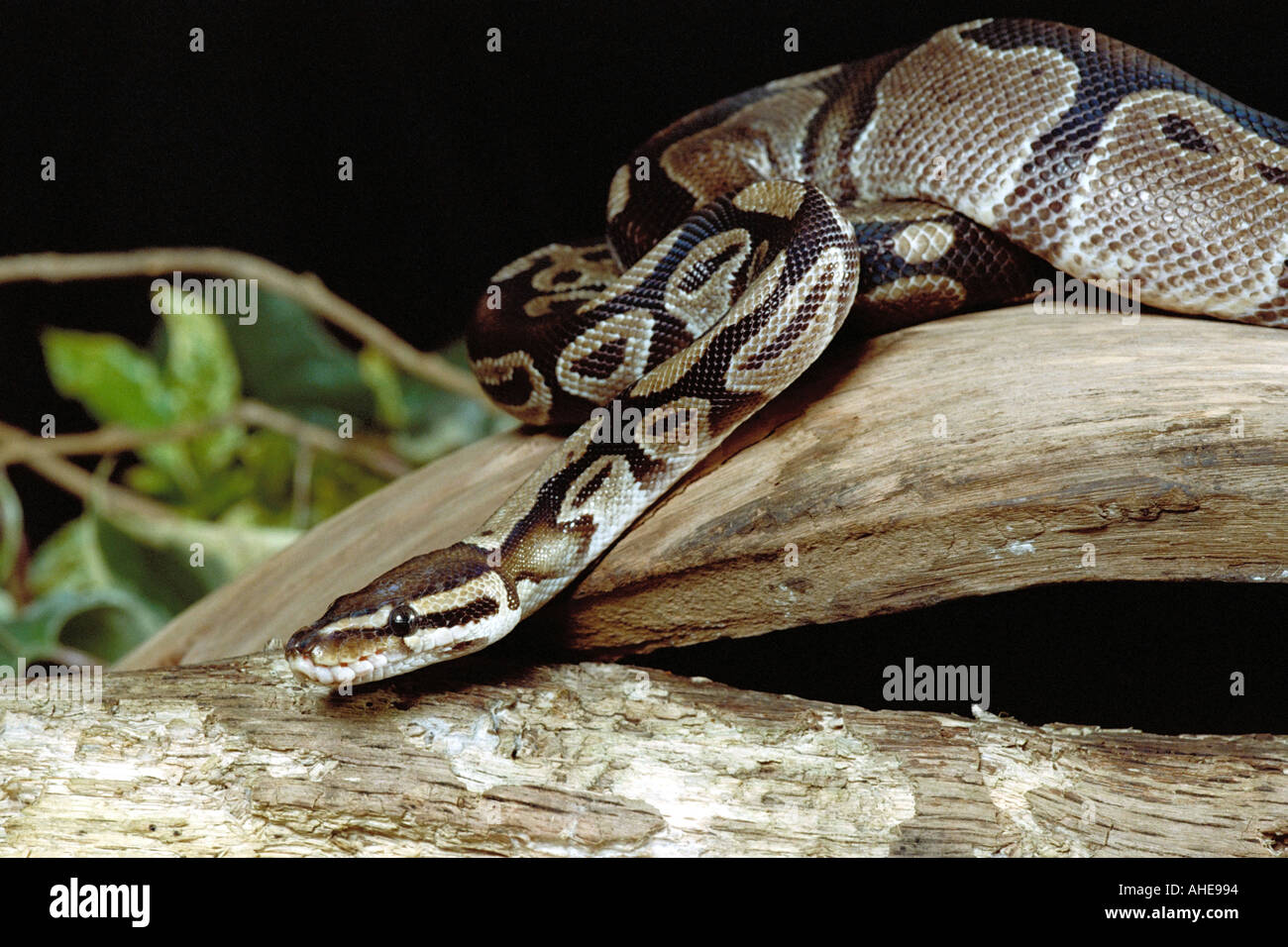 Royal or Ball Python, Python Regius, Pythonidae Stock Photo - Alamy