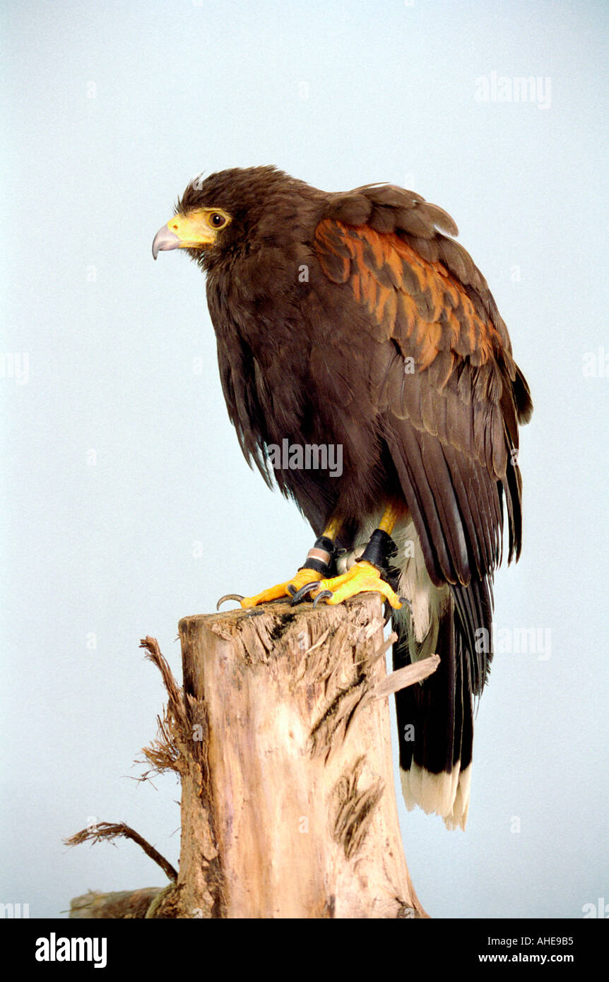 Harris Hawk, Parabuteo unicinctus, Accipitridae Stock Photo Alamy
