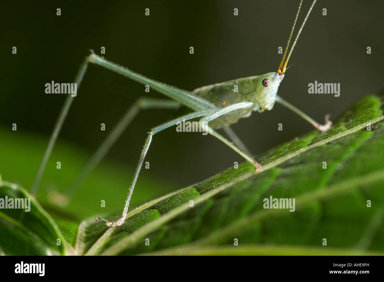 Long legged Grasshopper Stock Photo - Alamy