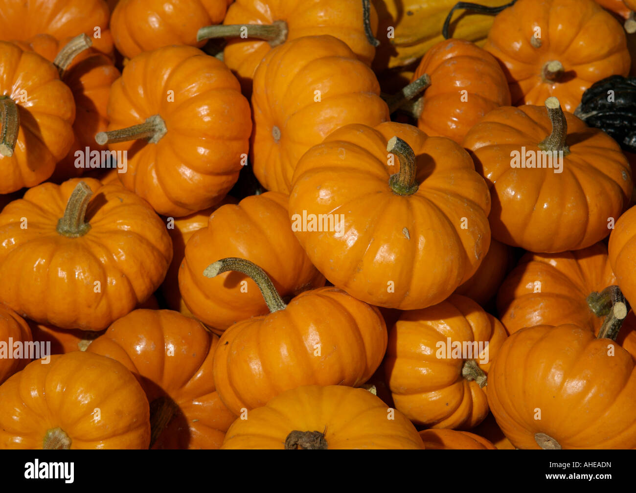 Pile of miniature pumpkins for sale at a local roadside fruit stand in