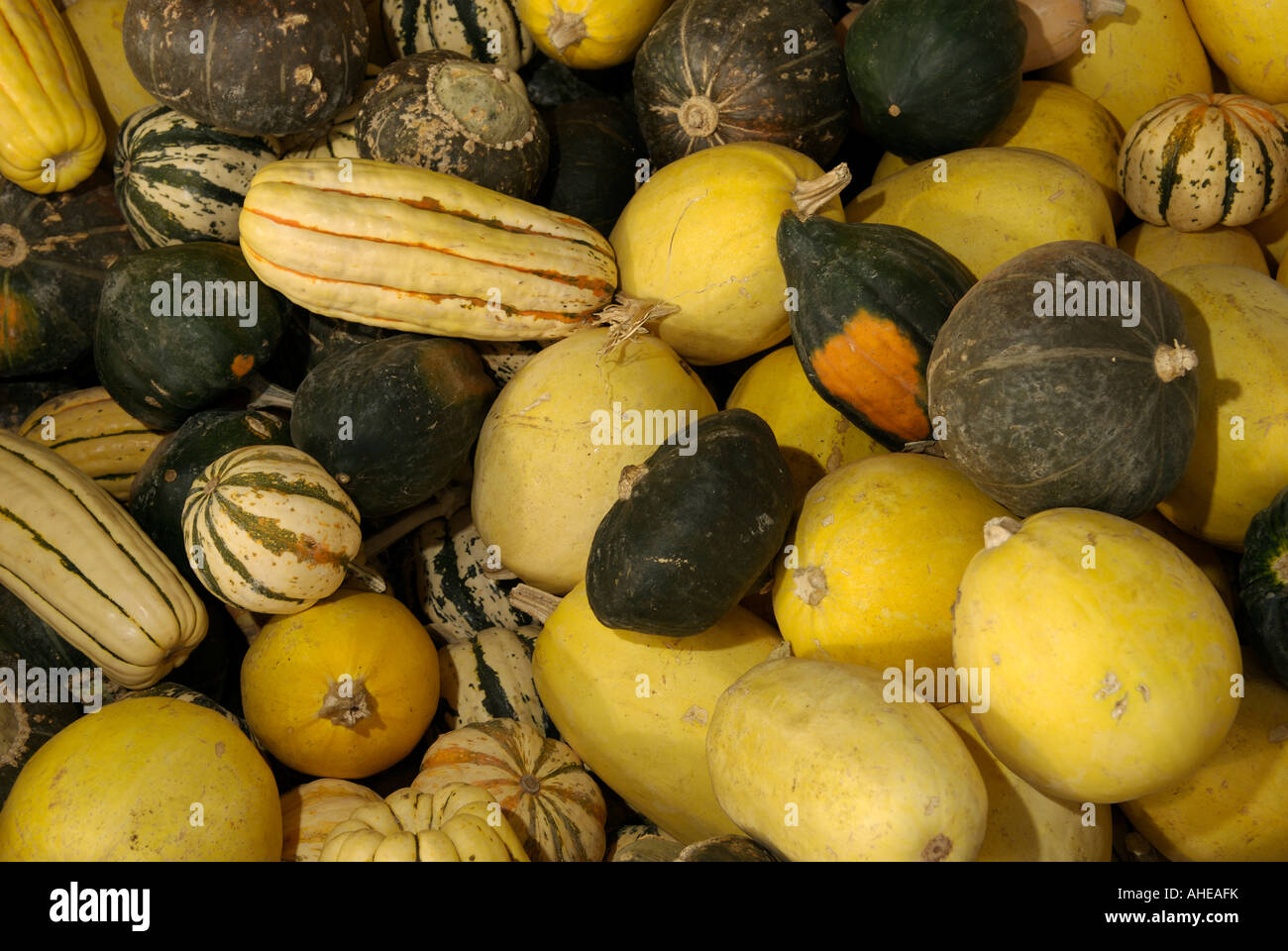 Pile of gourds for sale at a local roadside fruit stand in the farm country of Eastern Washington State, United States Stock Photo