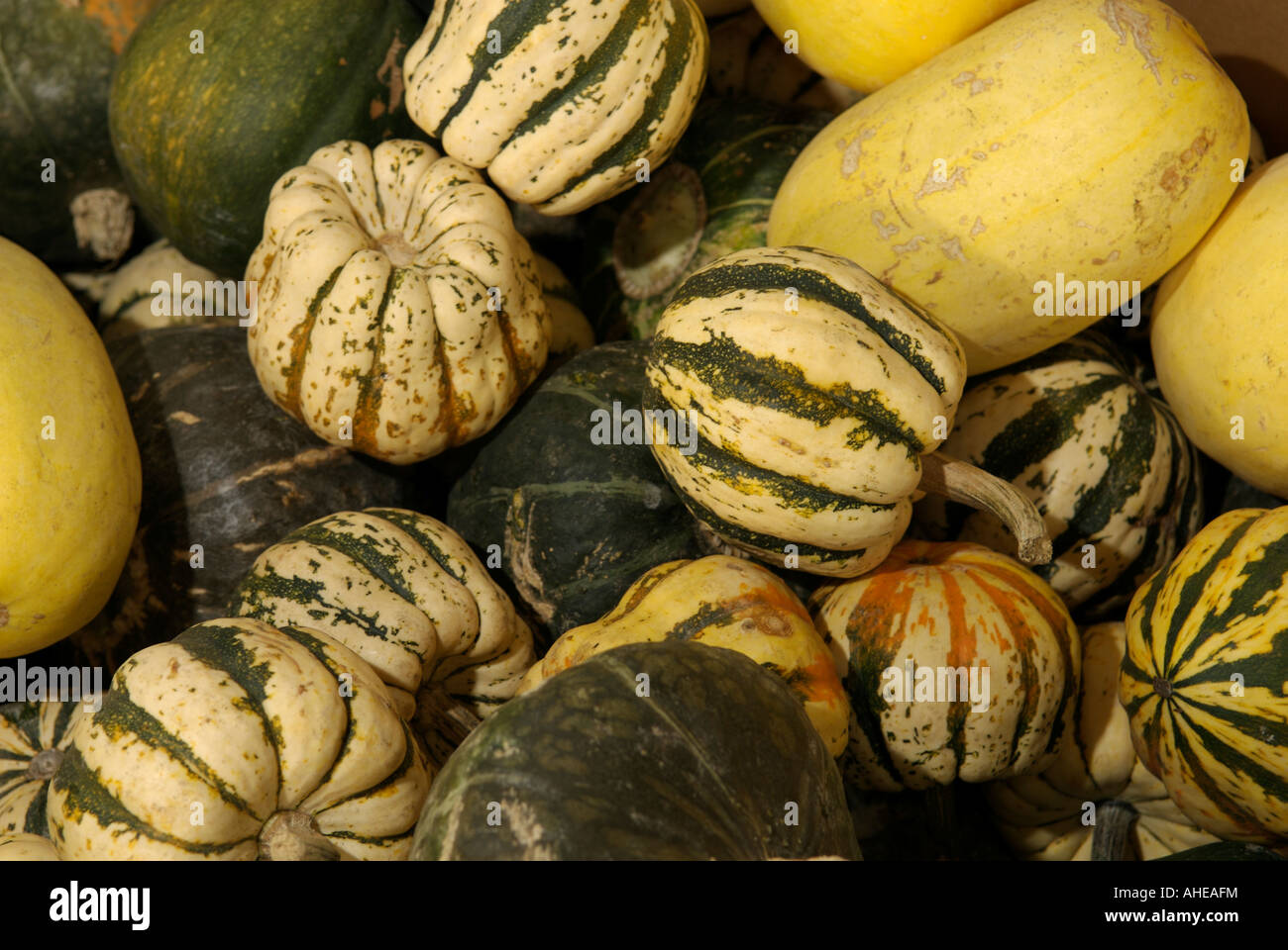 Pile of gourds for sale at a local roadside fruit stand in the farm country of Eastern Washington State, United States Stock Photo
