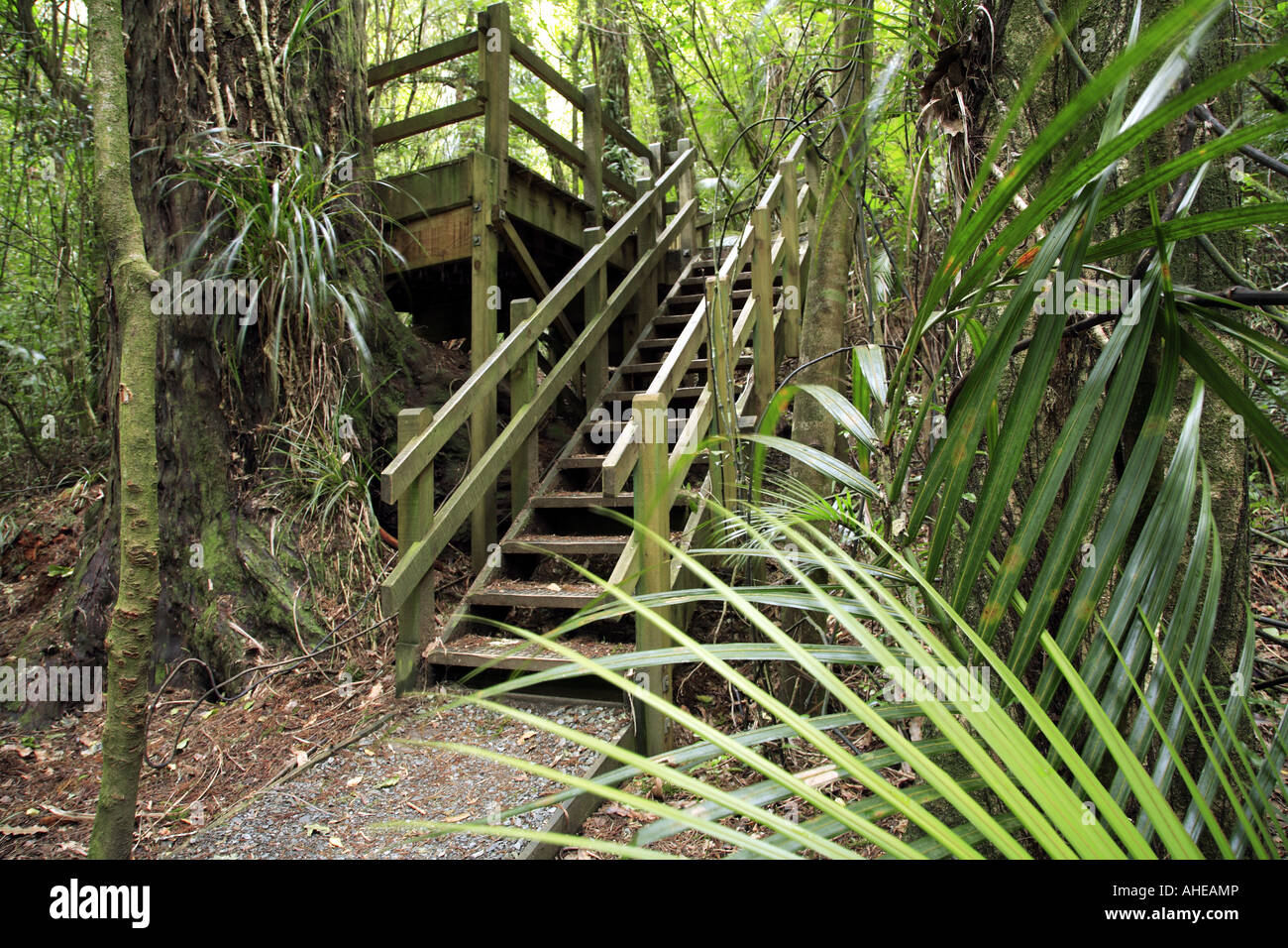 Tropical forest walkway Stock Photo - Alamy