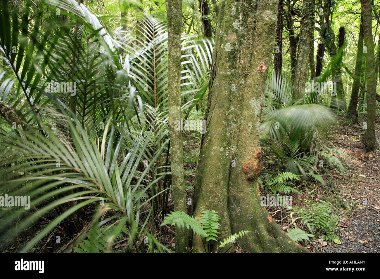 Lush green forest palm hi-res stock photography and images - Alamy