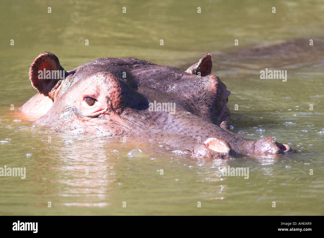 Hippopotamus (hippopotamus amphibius) swimming in a river, South Africa Stock Photo