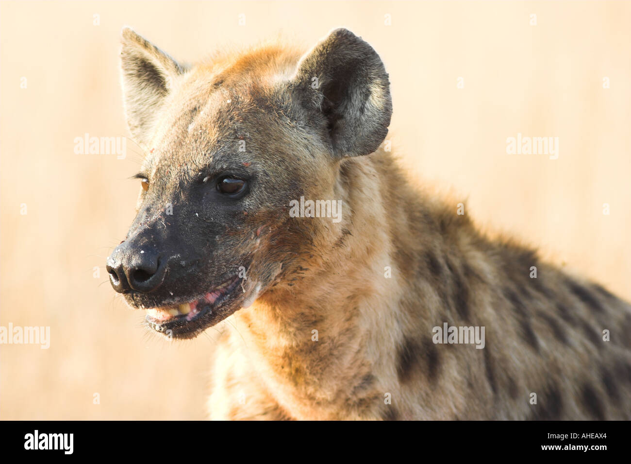 Spotted Hyena (crocuta crocuta) South Africa Stock Photo