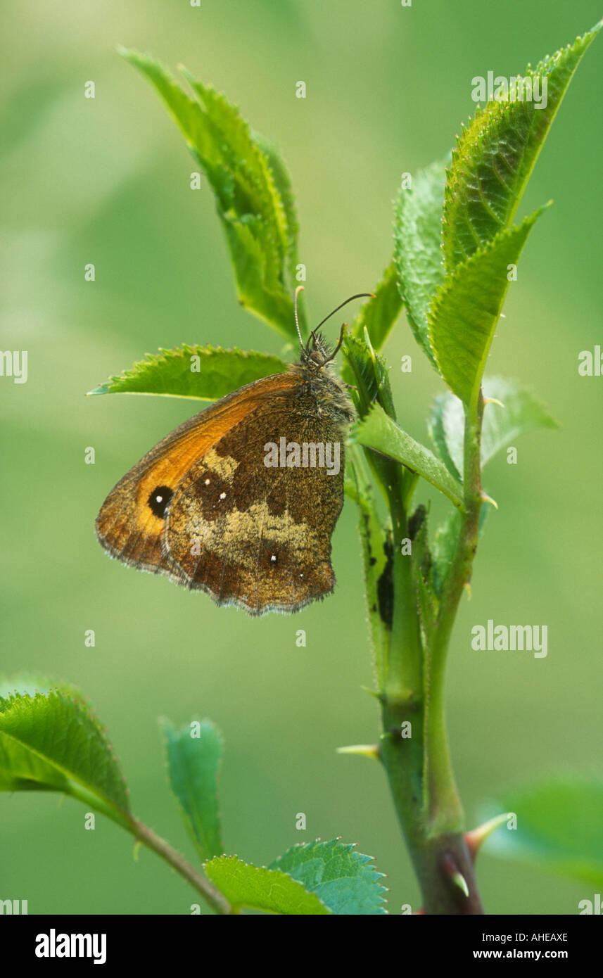 Gatekeeper Butterfly Pyronia tithonus at rest with wings closed on a ...