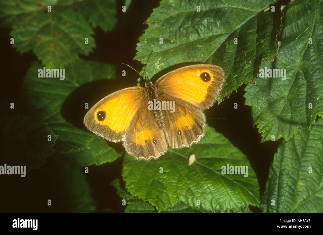 Gatekeeper Butterfly Pyronia tithonus at rest with wings open on a Wych ...