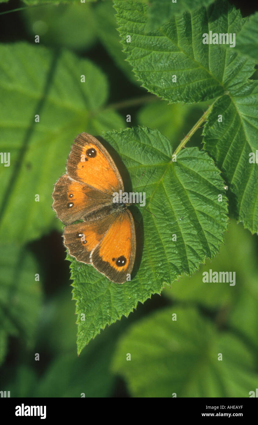 Gatekeeper butterfly on a green leaf hi-res stock photography and ...