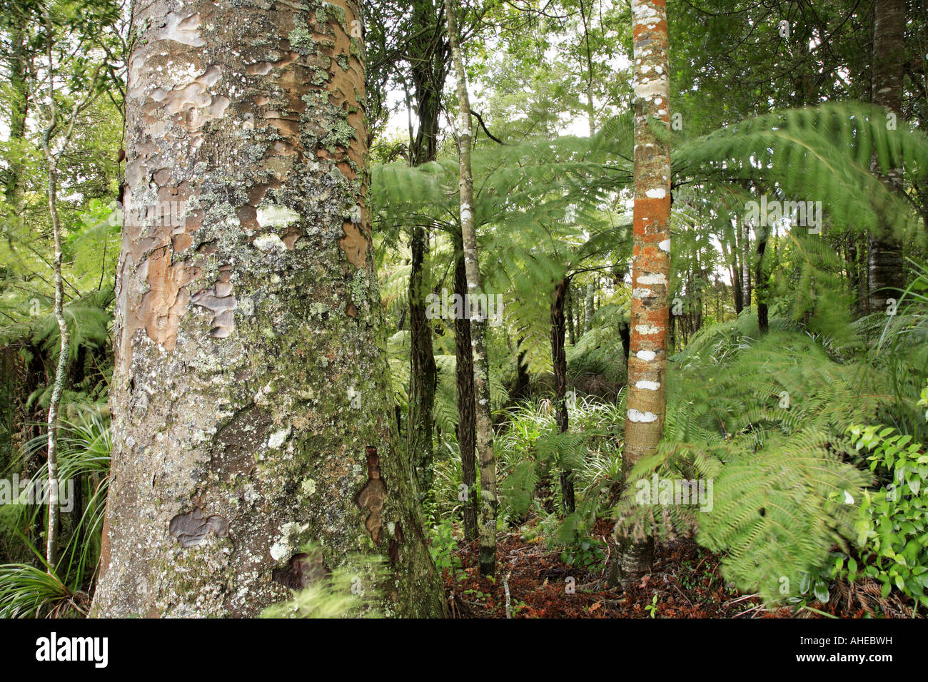 Kauri tree in forest Stock Photo Alamy