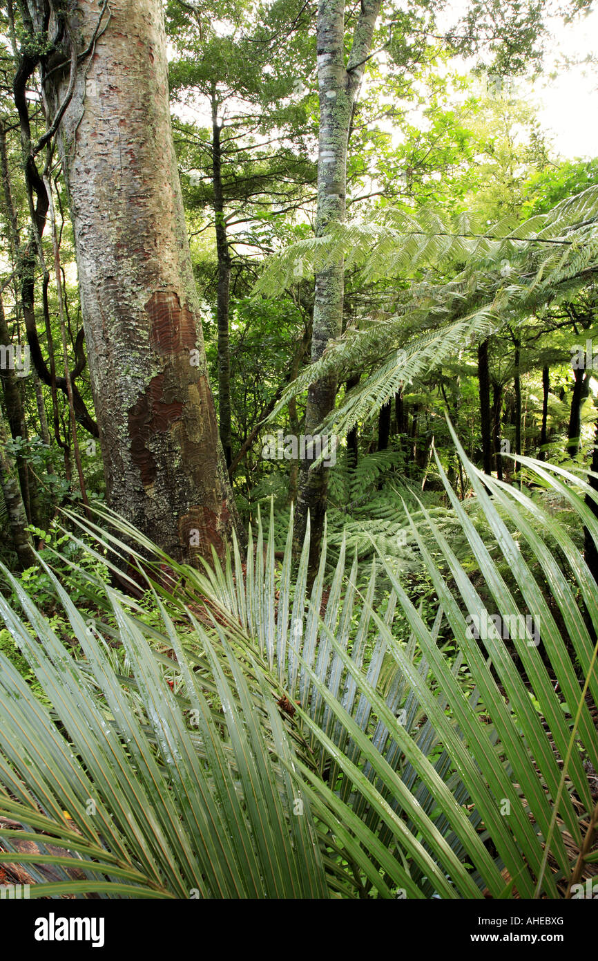 Kauri tree in forest Stock Photo - Alamy