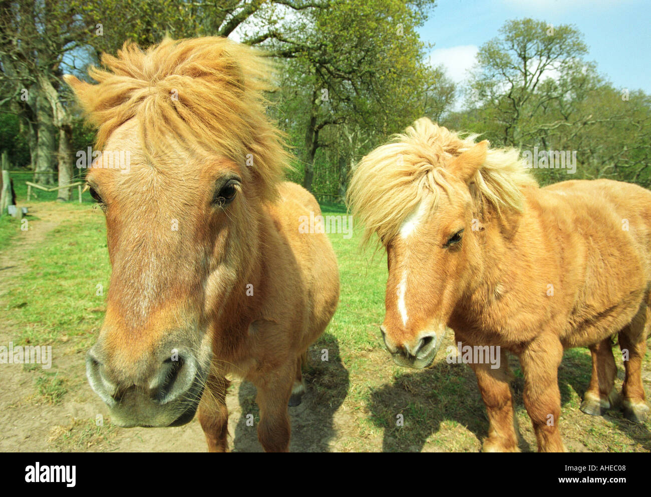 Shetland Miniature Ponies Stock Photo